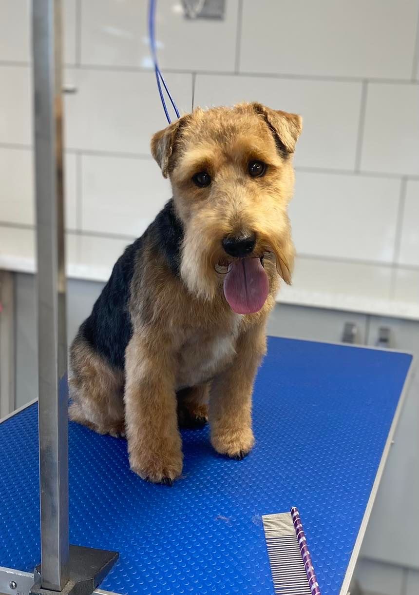 A terrier sitting on the blue grooming table, freshly trimmed