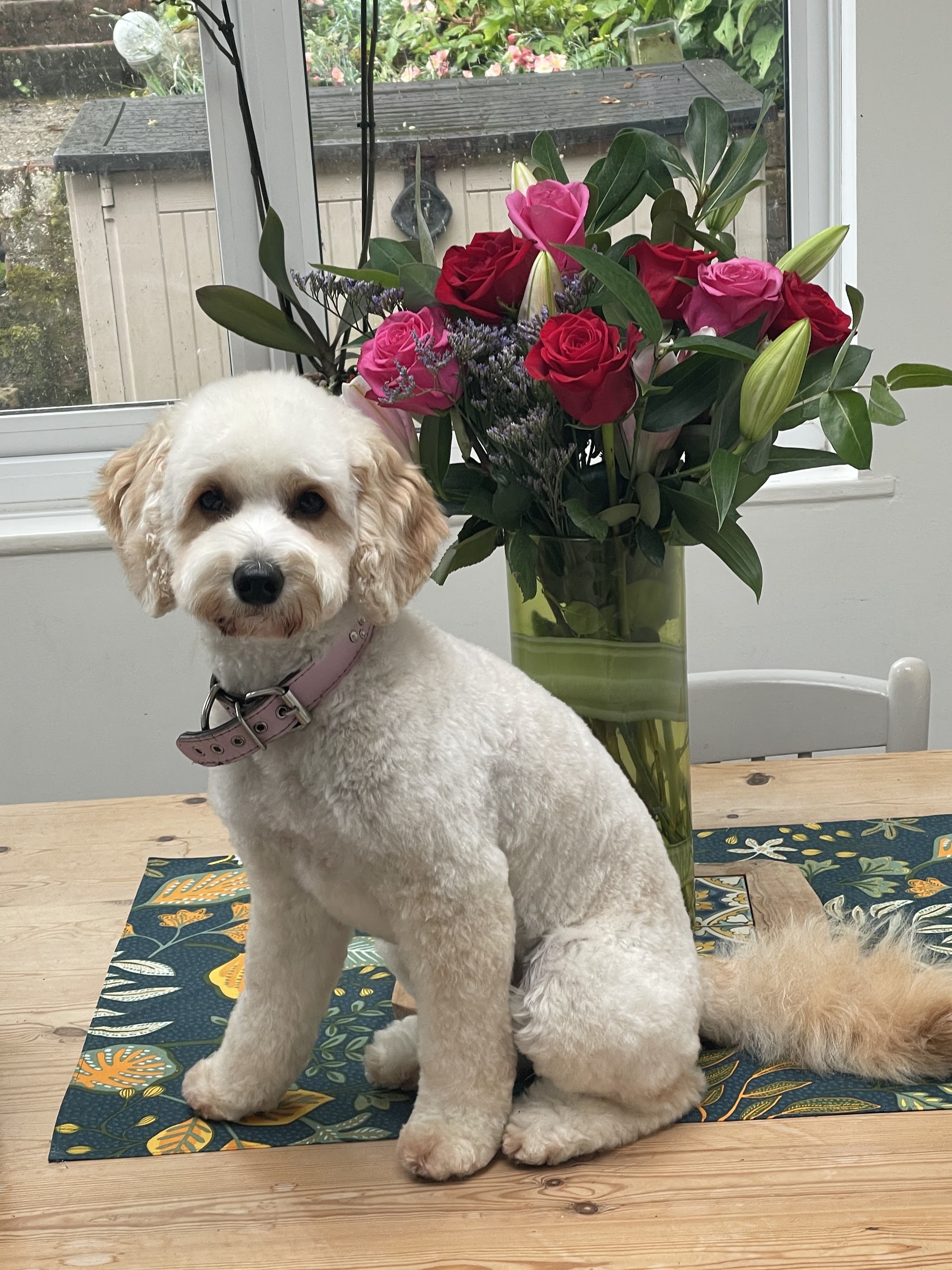 A cream curly-coated dog sitting on a table at home