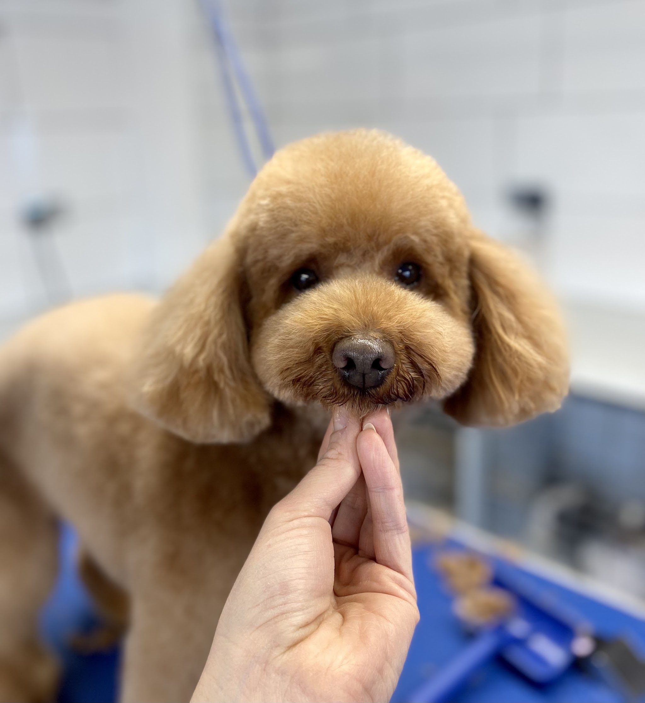 An apricot toy poodle with a freshly groomed teddy-bear face on the grooming table