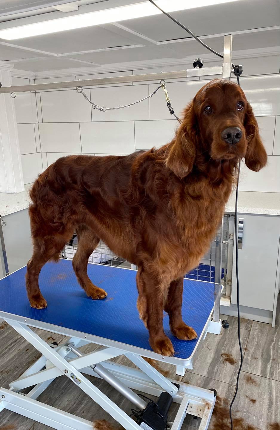 An Irish red setter standing on the grooming table with a glossy coat