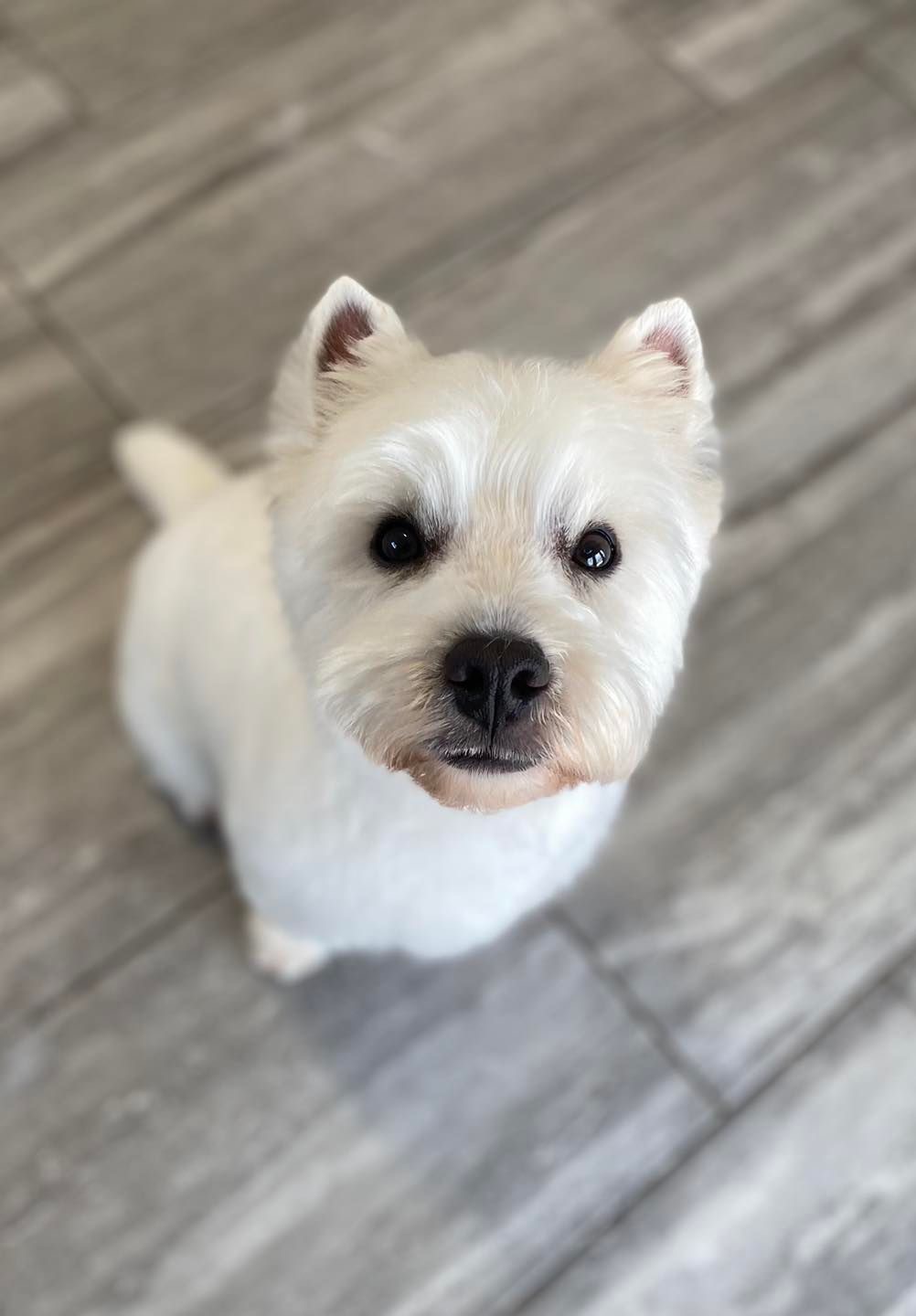 A West Highland terrier looking up after a groom