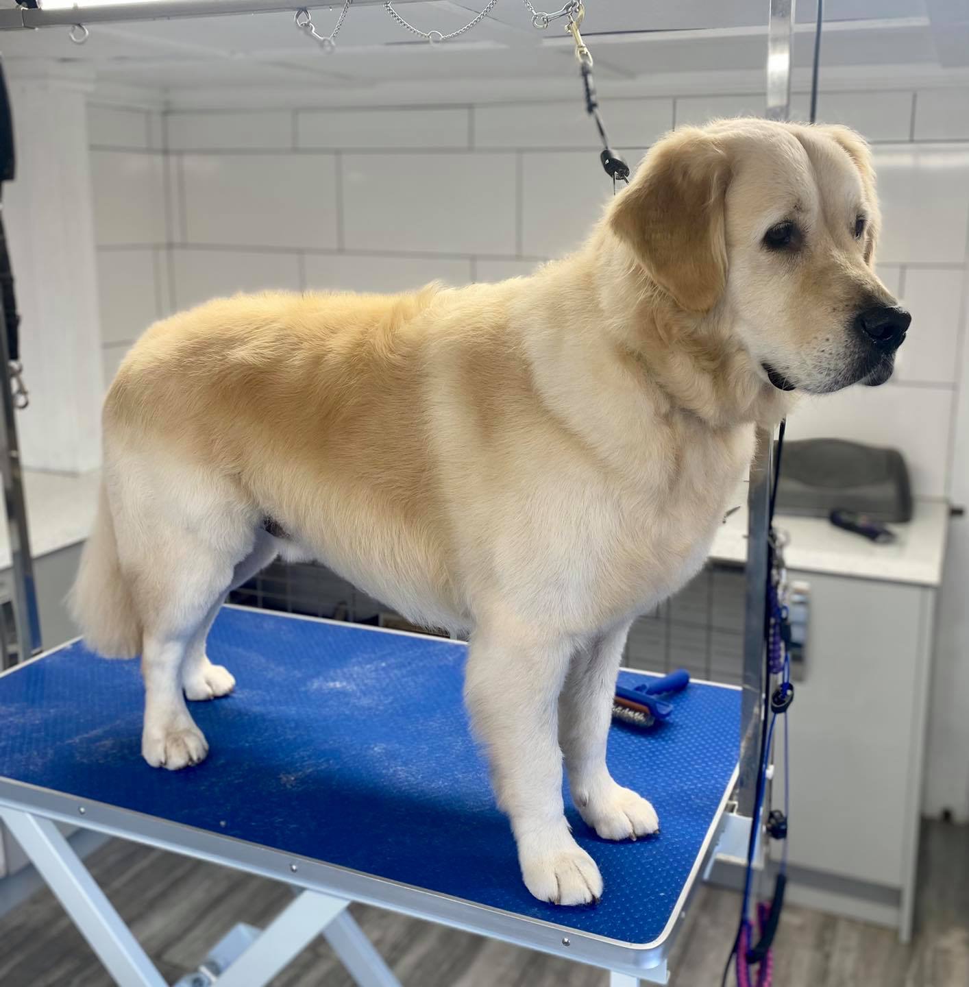 A golden retriever standing on the grooming table after his groom