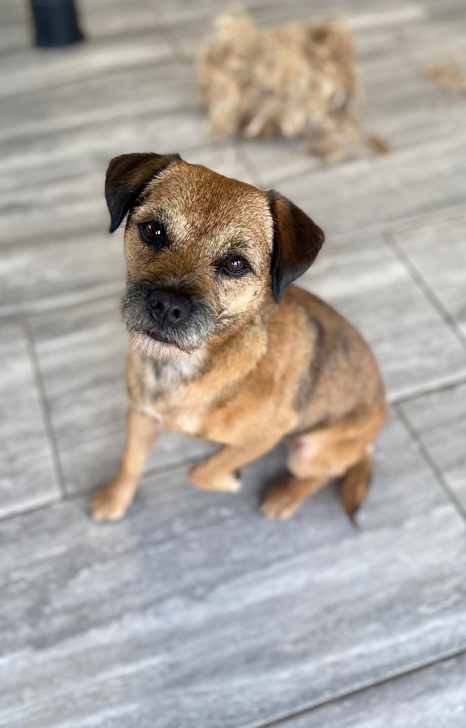 A border terrier sitting on the salon floor after a tidy-up