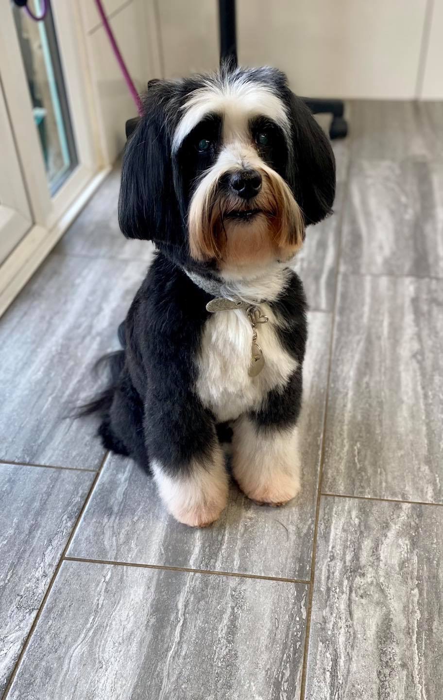 A black-and-white Tibetan terrier sitting neatly after a groom