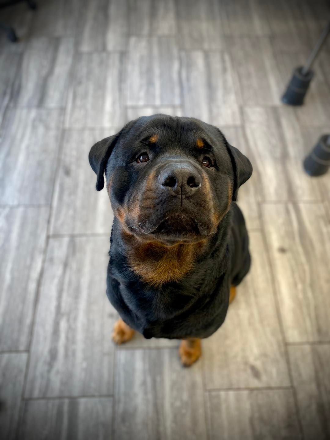 A Rottweiler sitting and looking up at the camera