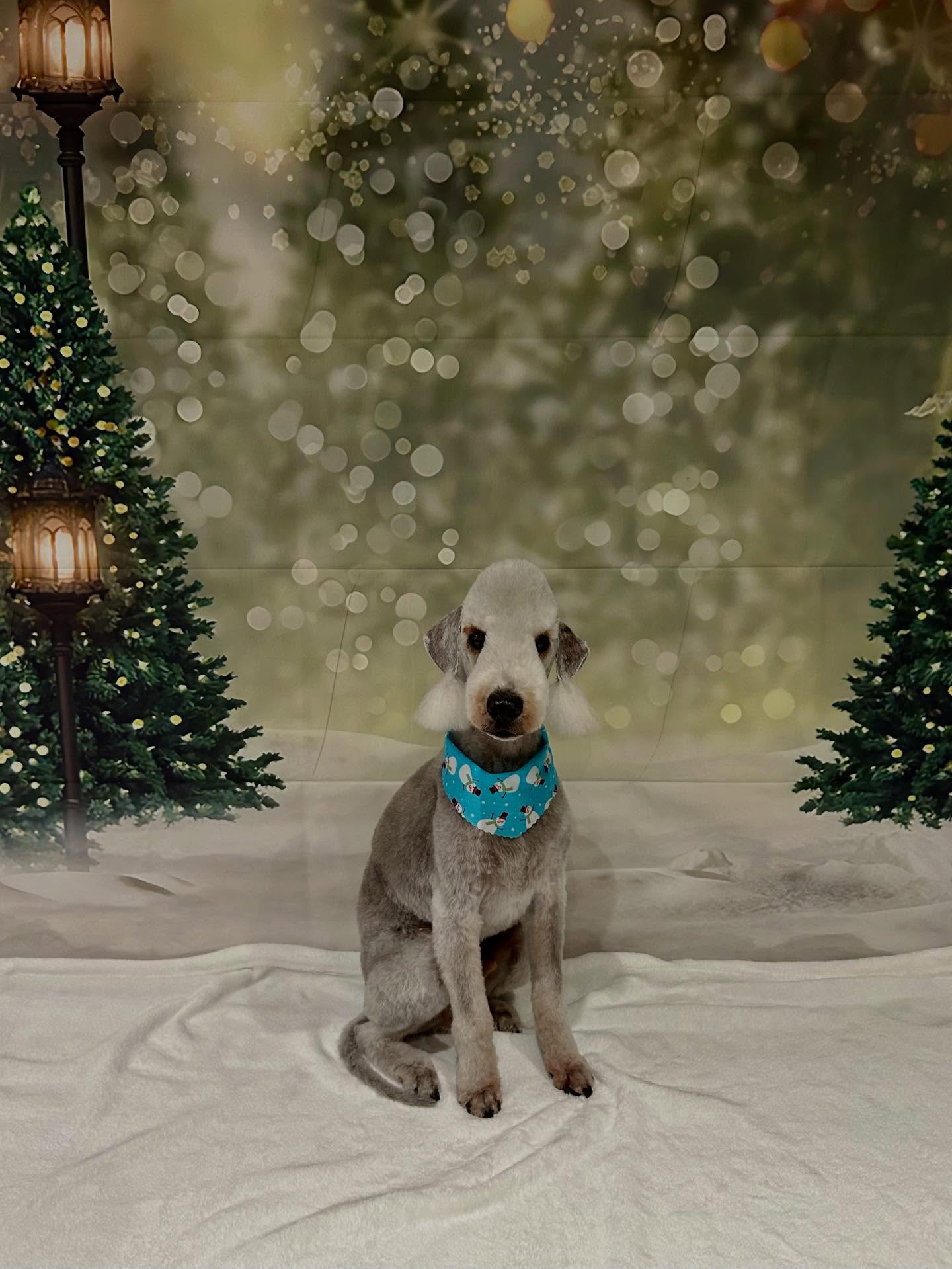 A Bedlington terrier in a blue bandana on the Christmas photo set