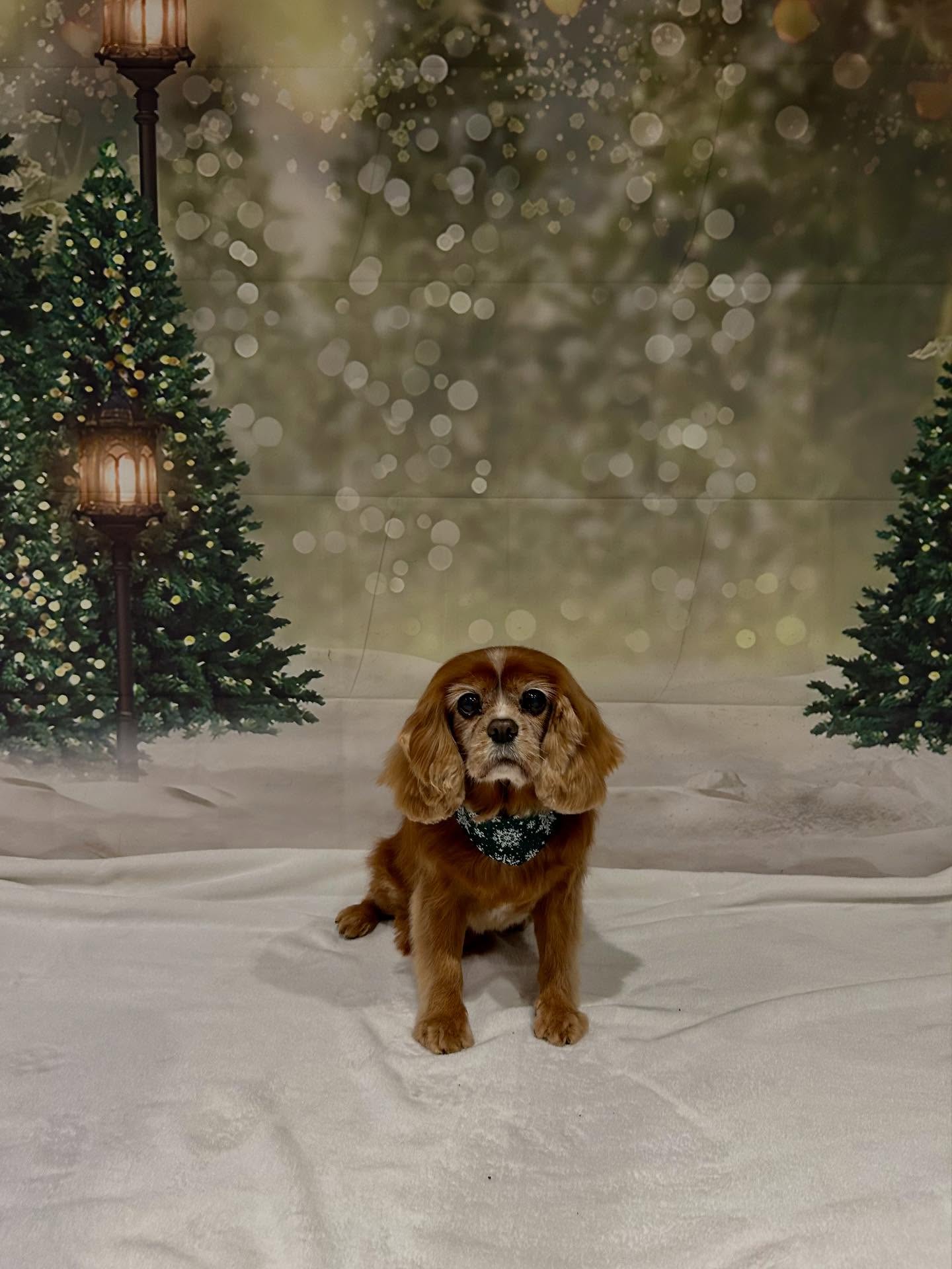 A ruby Cavalier King Charles spaniel on the Christmas photo set