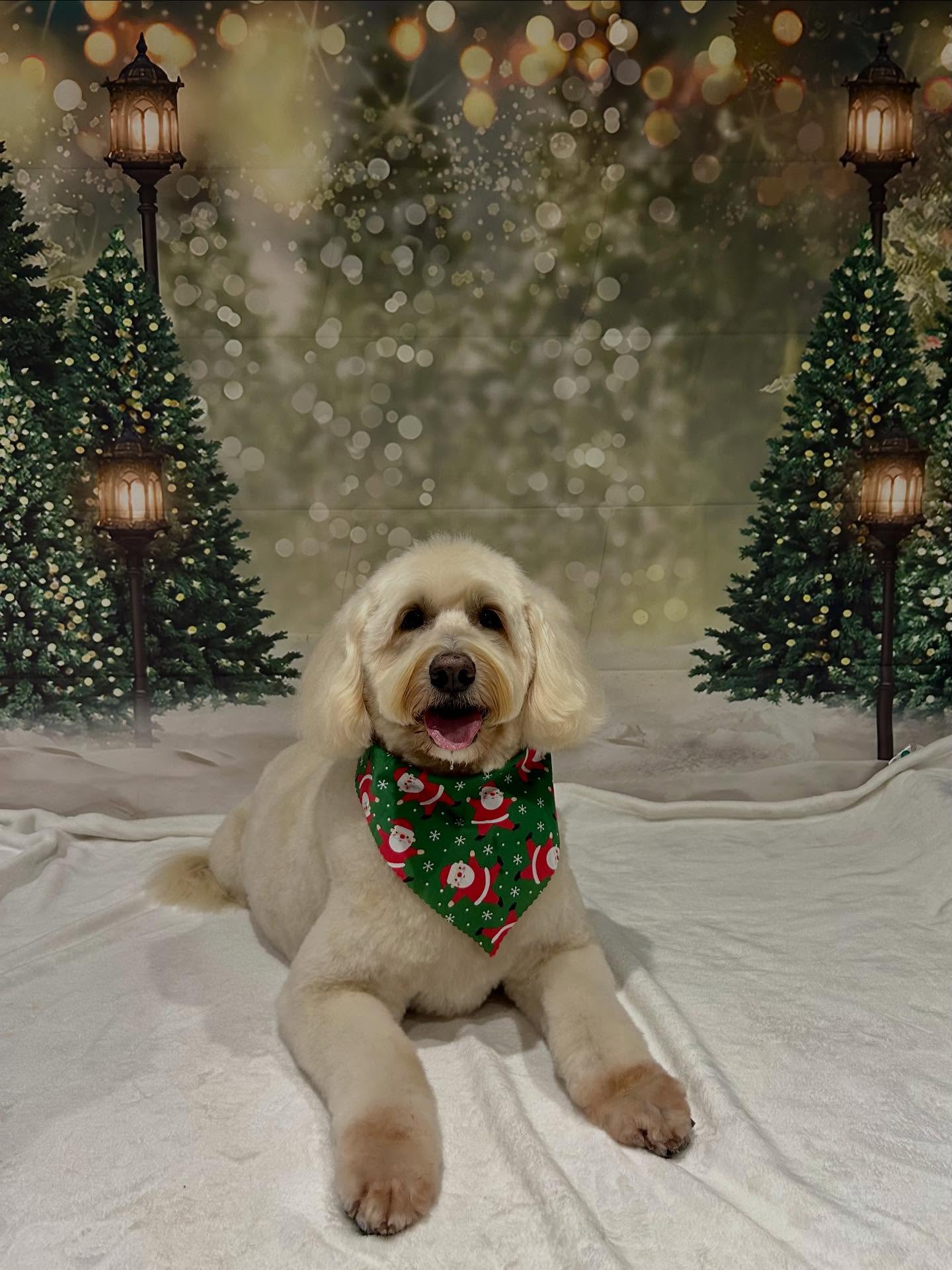 A cream doodle lying down in a red Christmas bandana