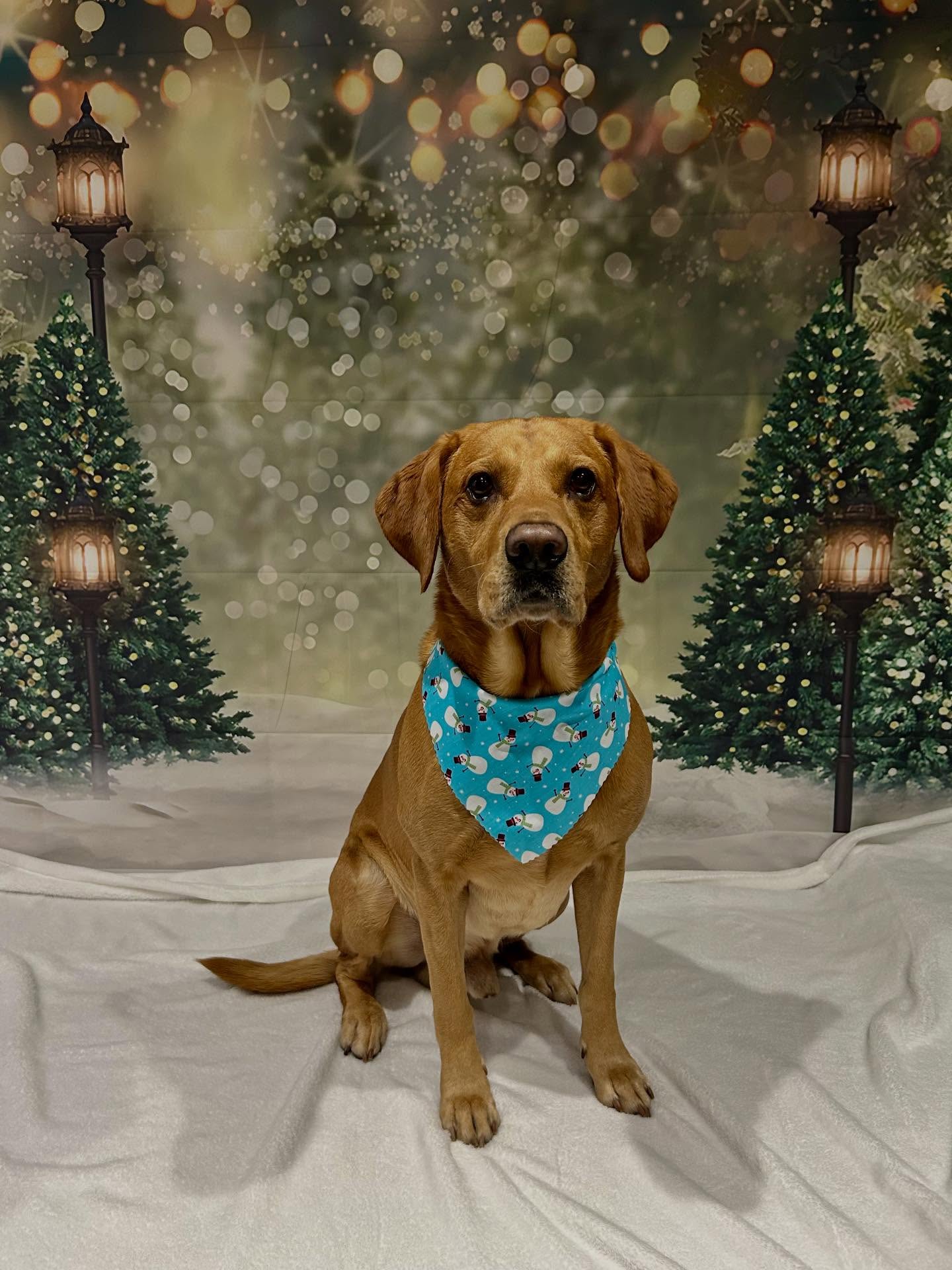 A fox-red Labrador in a snowman bandana on the Christmas photo set